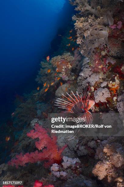radial firefish (pterois radiata) and shoal of sea goldie (pseudanthias squamipinnis) on steep wall. dive site elphinstone reef, egypt, red sea - pterois radiata stock pictures, royalty-free photos & images