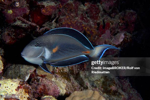 red sea clown surgeon (acanthurus sohal) at night. dive site abu fendera, egypt, red sea - acanthurus sohal stock pictures, royalty-free photos & images