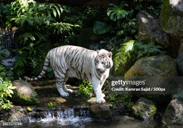 portrait of white tiger standing by stream in forest,singapore - weißer tiger stock-fotos und bilder