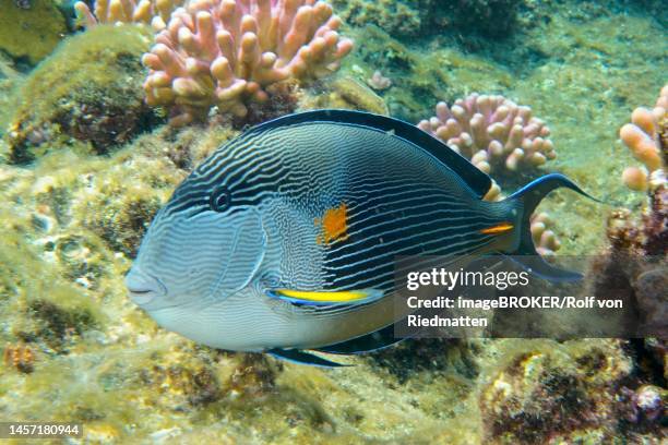 red sea clown surgeon (acanthurus sohal) . dive site house reef mangrove bay, el quesir, egypt, red sea - acanthurus sohal stock pictures, royalty-free photos & images