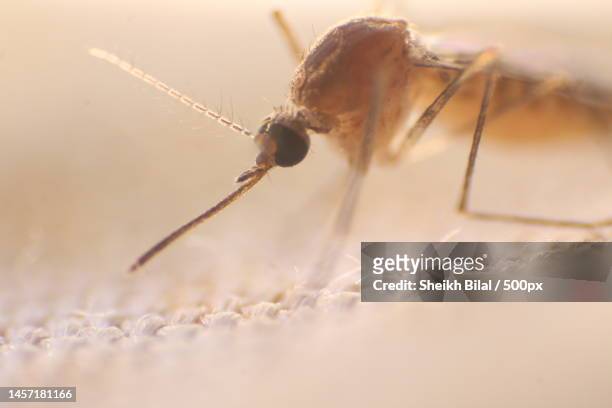 close-up of spider on web,hyderabad,sindh,pakistan - dengue fotografías e imágenes de stock