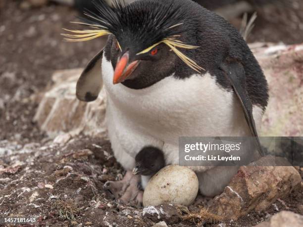 southern-rockhopper-penguin-