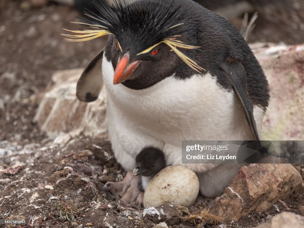Southern Rockhopper Penguin, Eudyptes chrysocome, chick and egg: Falklands