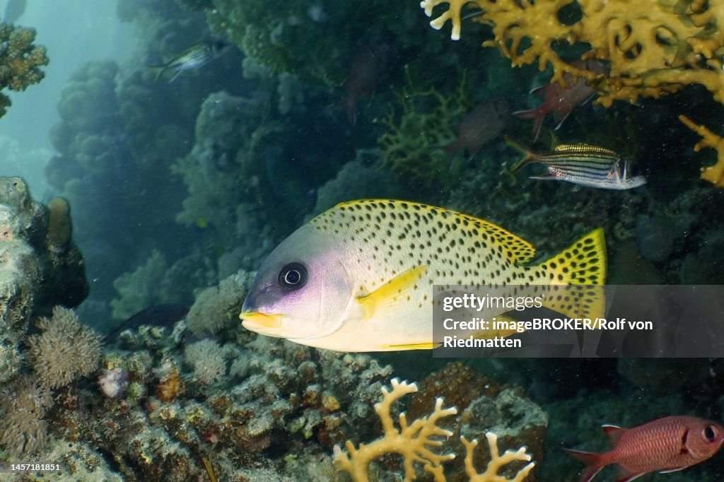 Blackspotted rubberlip (Plectorhinchus gaterinus) . Dive site Mangrove Bay, El Quesir, Egypt, Red Sea