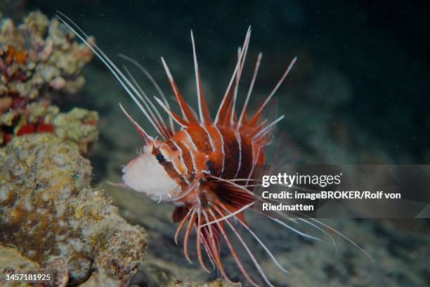 radial firefish (pterois radiata) at night. dive site thistlegorm wreck, sinai, egypt, red sea - pterois radiata stock pictures, royalty-free photos & images
