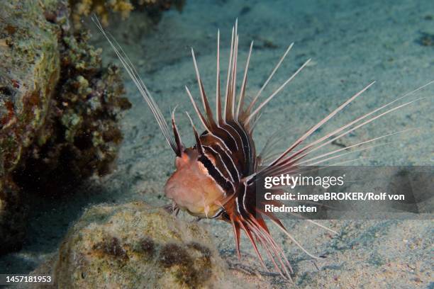 portrait of radial firefish (pterois radiata) at night. dive site thistlegorm wreck, sinai, egypt, red sea - pterois radiata stock pictures, royalty-free photos & images