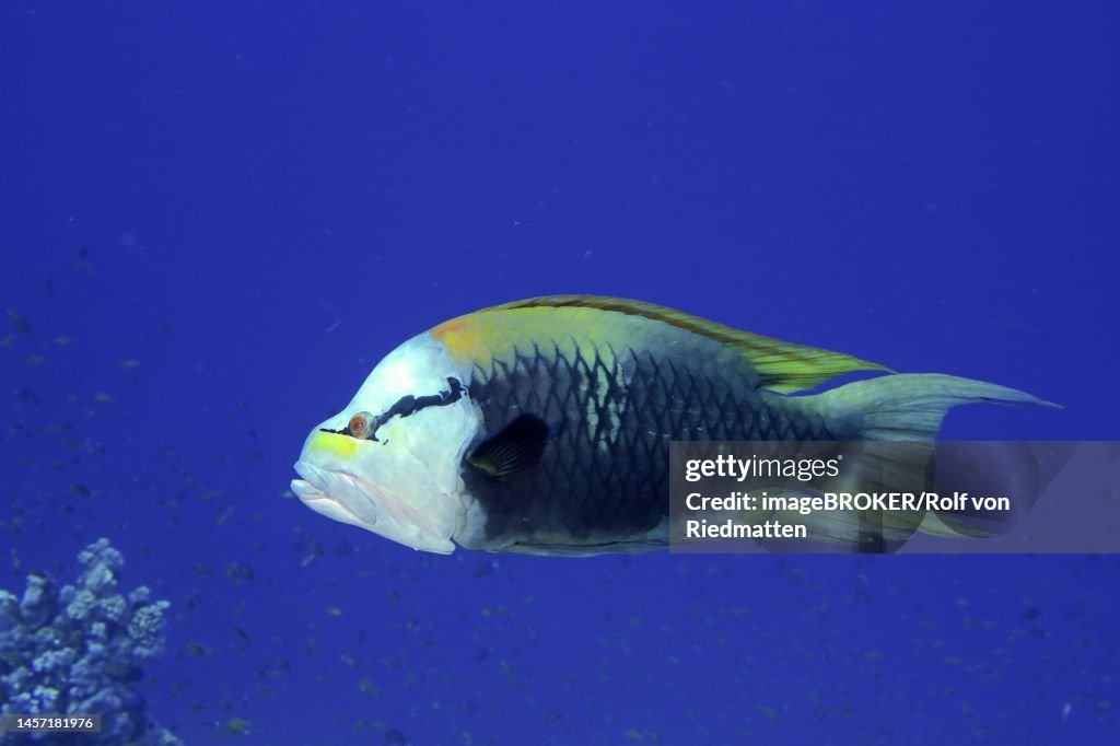 Sling-jaw wrasse (Epibulus insidiator) . Dive site Strait of Tiran, Sinai, Egypt, Red Sea