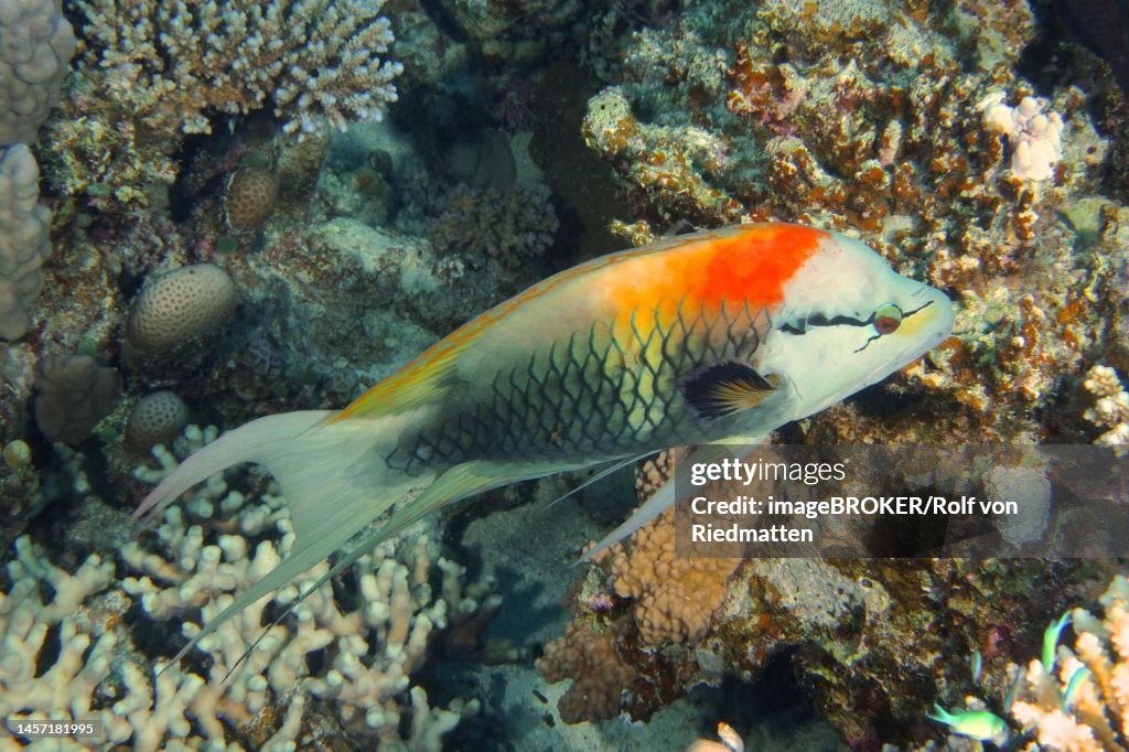 Sling-jaw wrasse (Epibulus insidiator) . Dive site Mangrove Bay, El Quesir, Egypt, Red Sea