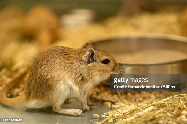 close-up of squirrel on hay - gerbil stock pictures, royalty-free photos & images