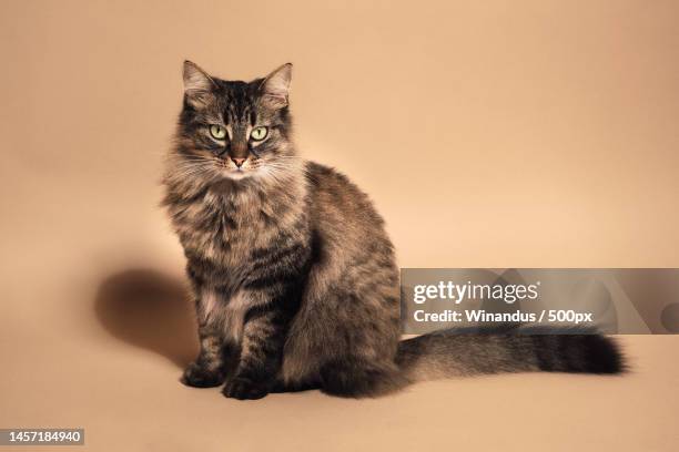 portrait of cat sitting against colored background,france - sibirisk katt bildbanksfoton och bilder