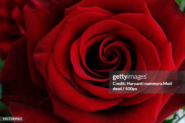 Rose Jpeg Java 18 Rose West Stock Photos, High-Res Pictures, and Images - Getty Images
