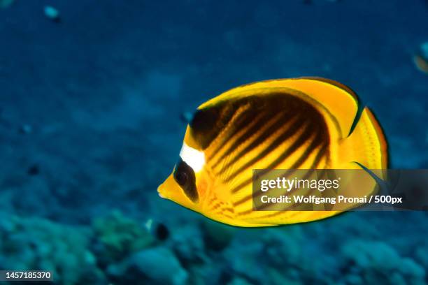 close-up of butterflytropical masked butterflyraccoon butterflyfish swimming in sea - butterflyfish stock pictures, royalty-free photos & images
