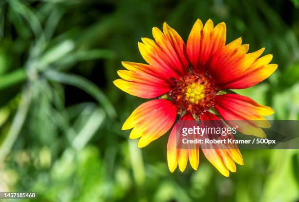 close-up of orange flower,west ridge,united states,usa - gazania stock pictures, royalty-free photos & images