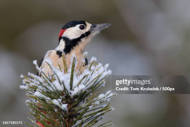 great spotted woodpecker sitting in a white spruce,lemele,netherlands - rijp stockfoto's en -beelden