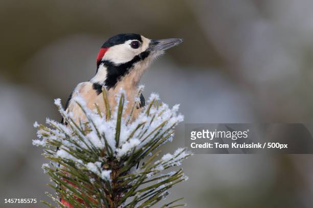 great spotted woodpecker sitting in a white spruce,lemele,netherlands - winter plumage stock pictures, royalty-free photos & images