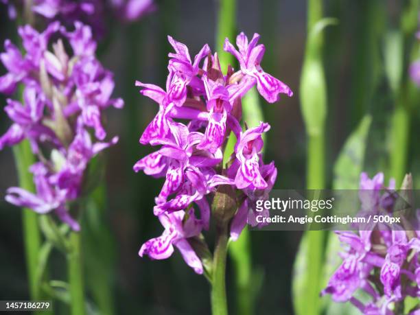 closeup of a common spotted orchid flower - orquidea salvaje fotografías e imágenes de stock