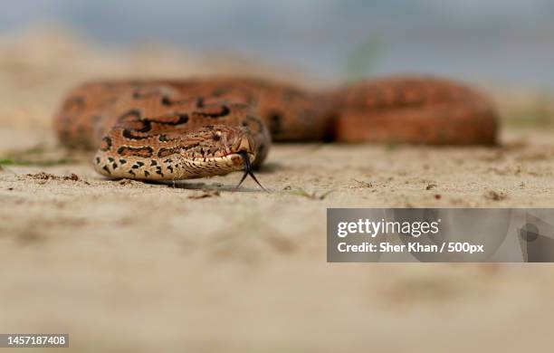 close-up of lizard on retaining wall,burdwan,west bengal,india - bitis arietans stock pictures, royalty-free photos & images