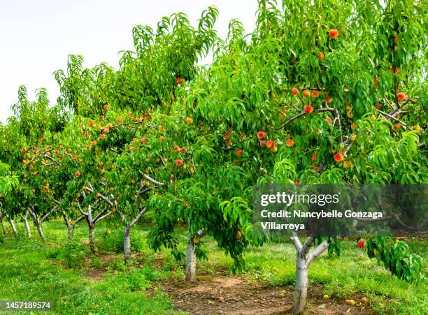 peach trees laden with ripe peaches in a peach farm - pfirsichbaum stock-fotos und bilder