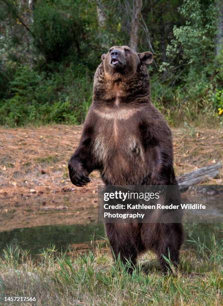 brown bear - kalispell stock pictures, royalty-free photos & images