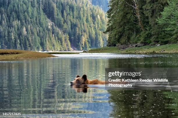 brown bear - bear stock pictures, royalty-free photos & images