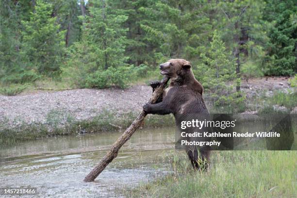 brown bear - kalispell stock pictures, royalty-free photos & images