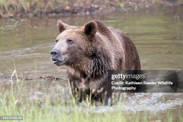 brown bear - kalispell - fotografias e filmes do acervo