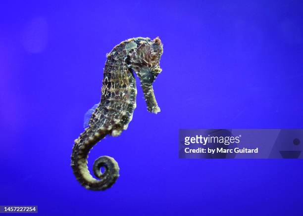 seahorse in an aquarium in dubai, united arab emirates - sea horse 個照片及圖片檔