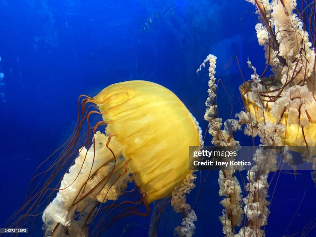 Phacellophora camtschatica Jellyfish
