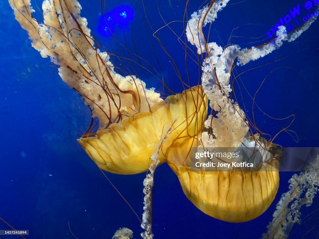 Phacellophora camtschatica Jellyfish