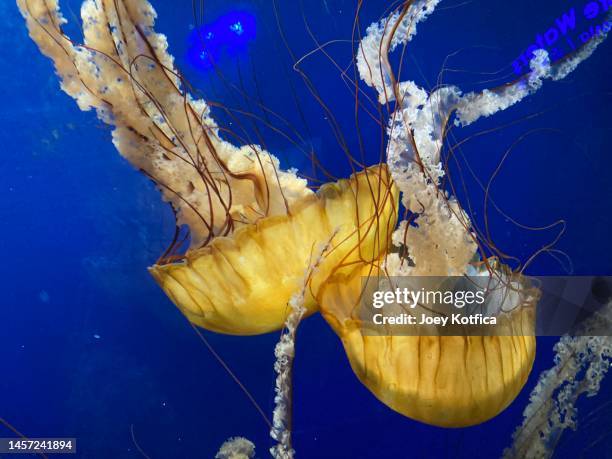 phacellophora camtschatica jellyfish - phacellophora camtschatica stock pictures, royalty-free photos & images
