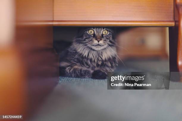 cat hiding under the bed - cat hiding under bed - fotografias e filmes do acervo