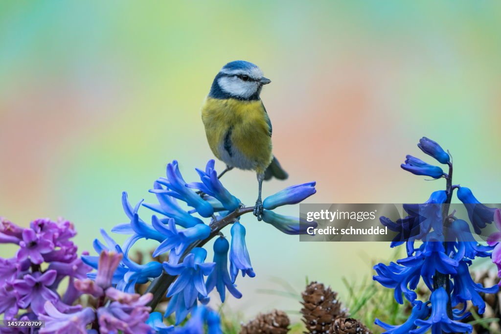 Mésange bleue au printemps