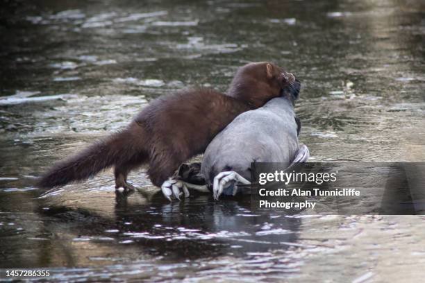 mink with food - mink stock pictures, royalty-free photos & images