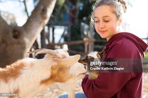 young girl holding baby goat on farm - südeuropa stock-fotos und bilder