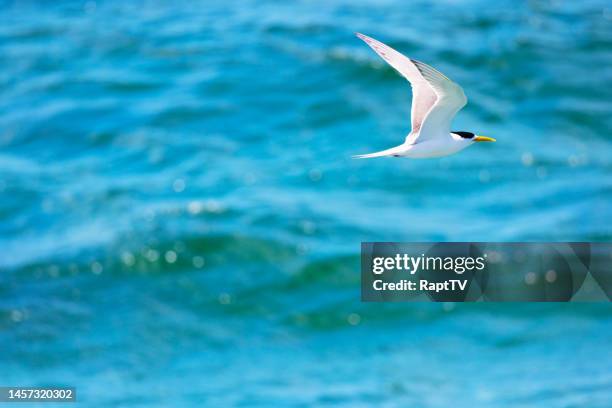 a great crested tern, also known as a crested tern or swift tern flying over the sea in port phillip bay, melbourne, australia. - great crested tern stock pictures, royalty-free photos & images