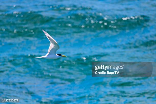 a great crested tern, also known as a crested tern or swift tern flying over the sea in port phillip bay, melbourne, australia. - great crested tern stock pictures, royalty-free photos & images