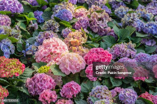 flowers are abundant in hydrangea flower beds in gardens. - hydrangea border stockfoto's en -beelden