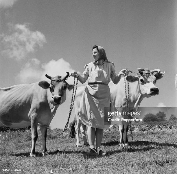 Milkmaid Dulcie de la Haye with two of her mother's herd of Jersey cattle on Beuvelande Farm near the village of St Martin on the island of Jersey on...