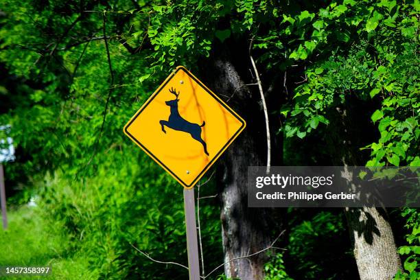 deer crossing sign - deer crossing stock pictures, royalty-free photos & images