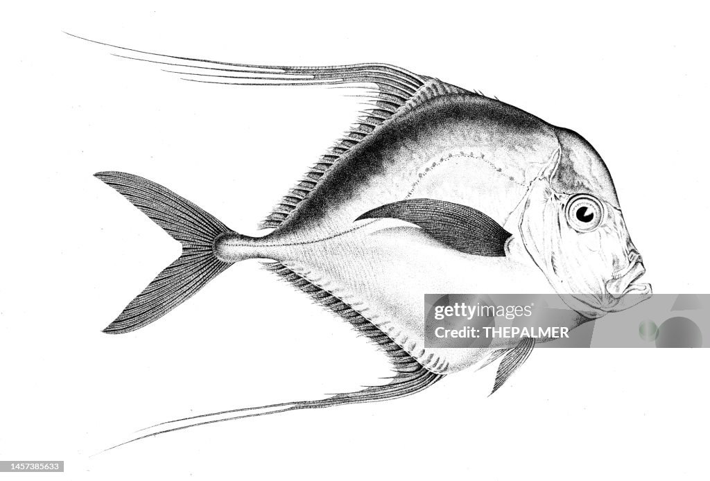 African thread fish engraving 1809