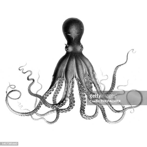 illustrazioni stock, clip art, cartoni animati e icone di tendenza di incisione polpo 1809 - octopus