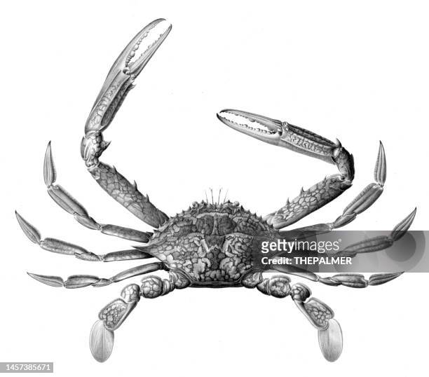illustrazioni stock, clip art, cartoni animati e icone di tendenza di incisione granchio 1809 - alaskan king crab