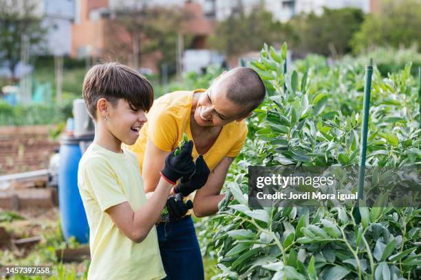 happy mother with daughter harvesting fresh peas in her personal garden - エンドウマメの鞘 ストックフォトと画像