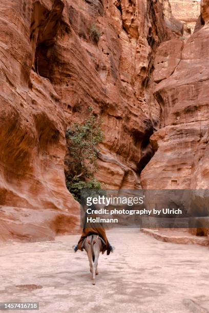 the siq leading to the treasury, petra, jordan - maan stock pictures, royalty-free photos & images