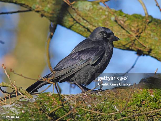 jackdaw [corvus monedula] - kauwen stockfoto's en -beelden