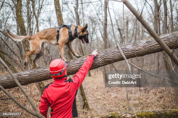 un trabajador de rescate de montaña entrena a un perro pastor belga en el bosque - perro de búsqueda y rescate fotografías e imágenes de stock