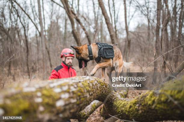 ein bergretter trainiert einen wachhund in der natur - rettungshund stock-fotos und bilder