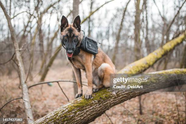 belgian shepherd in the wild area - shepherd services stock pictures, royalty-free photos & images