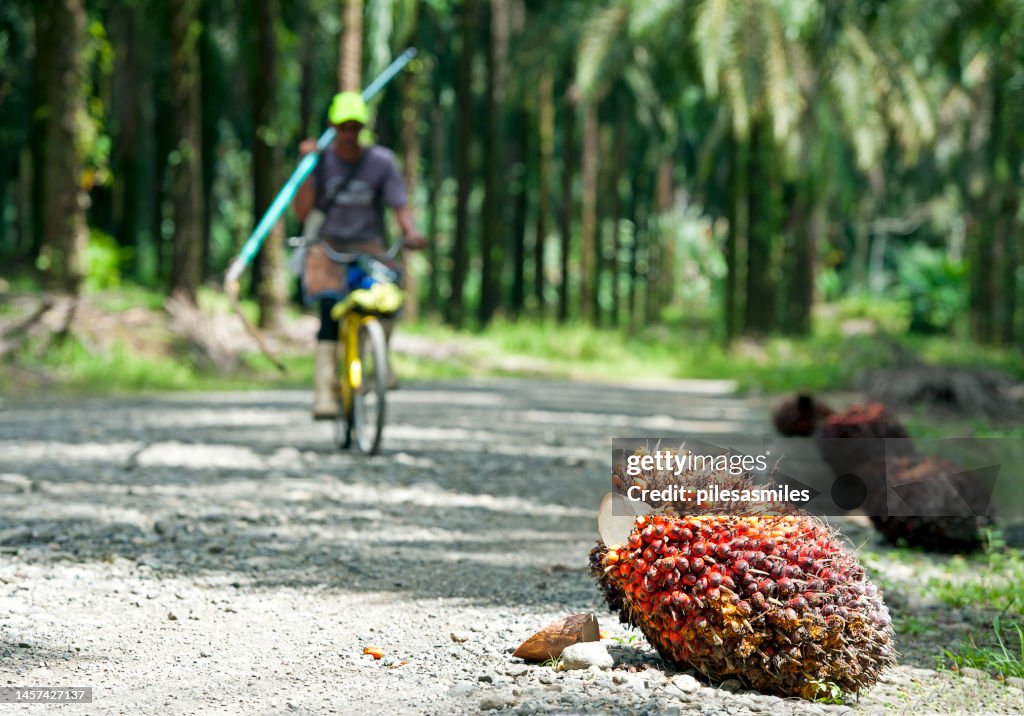 Worker cycles towards palm fruit for collection for Palm Oil Production, Savegre River, San Jose, Costa Rica