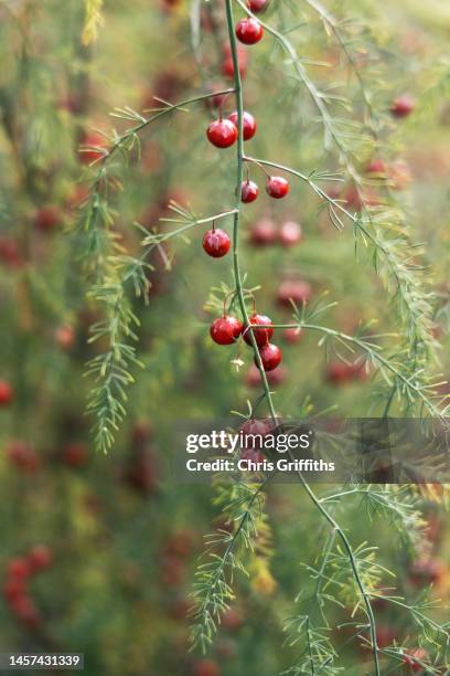 garden asparagus fern berries, tyntesfield, somerset, united kingdom - asparagina foto e immagini stock